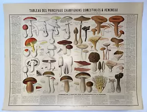 ESSBARE & GIFTIGE PILZE 1890 VON APREVAL ORIGINAL POSTER DRAEGER - Bild 1 von 24