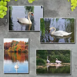 Lote de 4 fotos, impresiones de 5x7 pulgadas: cisne mudo y familia, lago, estanque, Maryland, Massachusetts. - Imagen 1 de 2