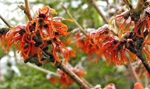 10 AUTUMN EMBERS WITCH HAZEL SEEEDS - Hamamelis vernalis - Picture 1 of 9