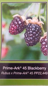 Prime-Ark 45 Blackberry Plant Healthy Home Garden Berry Plants Blackberries - Picture 1 of 1