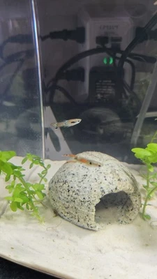 3 híbridos Endler de lujo Foto 1 de 3