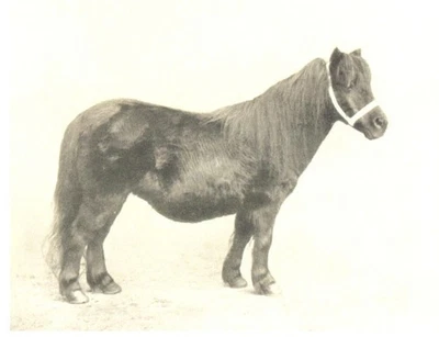 Postal Shetland Pony Mare "Verity" 4X6. Foto 1 de 2