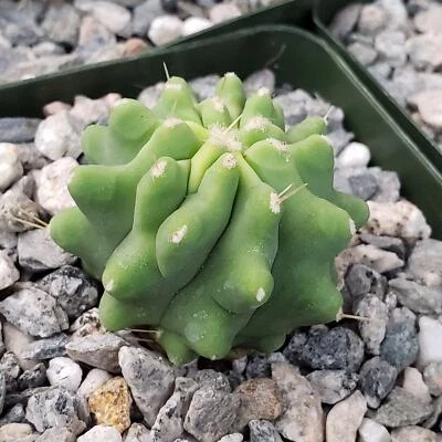 Ferocactus glaucescens 'inermis' кактус суккулент настоящее живое растение - Изображение 1 из 4