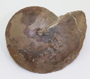 Goniatit, Acrimeroceras, Devon, Famenne, Dar Kaoua, Tafilalt,Marokko-m280 - Picture 1 of 5