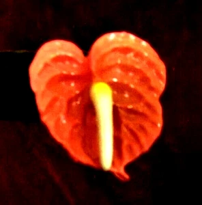 VINTAGE 1940'S CELLULOID HAWAIIAN ANTHURIUM CLIP EARRINGS - Germany - Picture 1 of 4