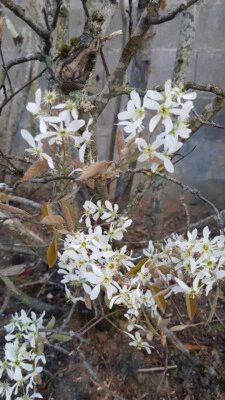 MONJARDINEXTRAORDINAIRE Amelanchier canadensis / Amélanchier du Canada / Conteneur de 7 à 10 litres