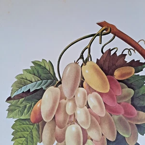 Pierre Joseph Redoute Botanical Flowers RAISINS BLANCS Print Book Plate 114 bis - Picture 1 of 2