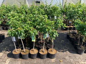 3 Nektarinen kräftig gewachsen im großen Topf 80cm inkl Dünger Zwergobst - Bild 1 von 2
