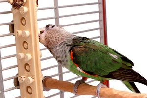 Woodberry - Medium Bolt-On Parrot Toy from Woodland Parrot Collection - Picture 1 of 6