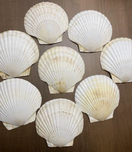 8 Vintage Natural Scallop Sea Shells Craft Decor Japan Large ~ 5" New Old Stock - Picture 1 of 24