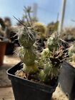 Tephrocactus Alexanderi - Cactus radici proprie