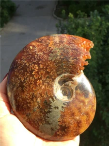 533g  Rare Natural conch handwork carved ammonite fossil specimens  (iron) U169 - Picture 1 of 11