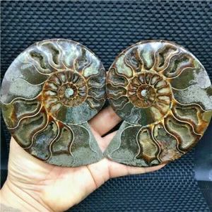 410g Natürliche Muschel Muschel Scheibe Politur Fossil Madagaskar U436 - Bild 1 von 12