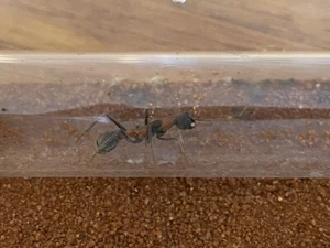 Nigrocincta Queen Ant Gift Voucher (redeemable for Queen Ant) - Picture 1 of 3