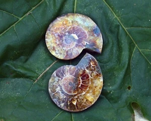 Ammonite Fossil Pair - Third Eye Chakra - Meditation - Foto 1 di 1