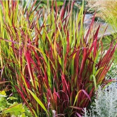 Imperata cylindrica Red Baron 1L - Ein Aristokrat unter den Ziergräsern - Bild 1 von 4