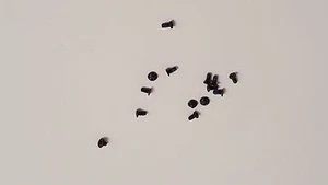 OEM ZTE Lever Z936L Screw Set Complete Set of Screws OEM Replacement - Picture 1 of 1