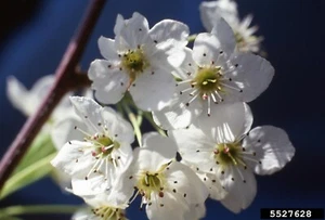 Bradford Pear Tree, Landscape, Lawn, Tree 11, - Picture 1 of 4