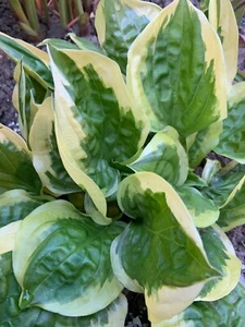 Hosta ‘ Fruit Loop ’ Plantain Lily Plant Shipping Spring 2025 - Picture 1 of 2