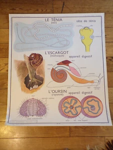 1950 AFFICHE ROSSIGNOL 17.VERS,MOLLUSQUES,RAYONNéS/18.CLASSIFICATION - Picture 1 of 2