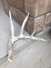 Vintage Whitetail Deer Antler