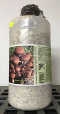 1 Barattolo da 2,5 Lt. MICELIO FRESCO DI FUNGHI - Pioppino