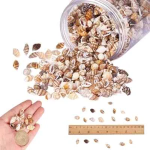 Natural Sea Shells Conch Beach Decor Fish Tank Seashells Conch Embellishment - Picture 1 of 5