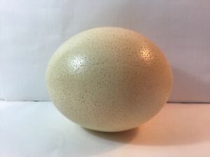 Large Blown Natural Ostrich Egg Vtg Approx 6"