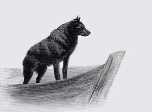 SCHIPPERKE KLEINER HUND AUF BOOT BEZAUBERNDER HUND GRUSS NOTIZKARTE - Bild 1 von 1