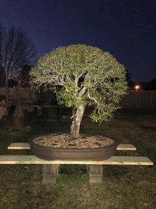 Southern Live Oak Bonsai Tree (Huge) 64 1/2 in. tall 62 in. wide - Picture 1 of 11