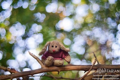 Meyer-Optik DIAPLAN 100/3 converted to M42 + focusing | SAMPLES | Trioplan - Image 1 of 4