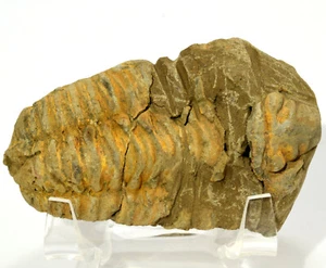 Piedra decorativa fósil mineral natural de 3" muestra de trilobite de calimeno - Marruecos - Imagen 1 de 4