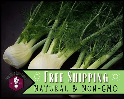 950+ Semillas de hinojo [Florencia] Semilla de horticultura, reliquia, sin OGM, EE. UU. Foto 1 de 4