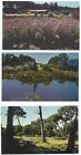 Mendocino Coast Botanical Gardens Fort Bragg CA Lot of 3 Postcards California