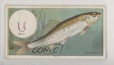 1924 ITC of Canada Fish & Bait Tobacco C11 The Minnow #4 z6d