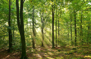 Fototapete VLIES-WALD-(363S)-Bäume Lichtung Sonne Landschaft Natur Wiese Buche