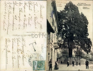 VARESE PROVINCIA-SOMMA LOMBARDO-CIPRESSO BIMILLENARIO-D12-89 - Picture 1 of 1