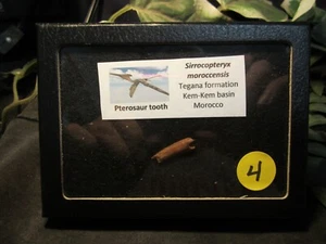 Dinosaur Bone Tooth Pterosaur Pterodactyl Kem Kem Morocco with Display Case - Picture 1 of 7