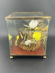 Vintage 1970s Butterfly Terrarium, Boho Insect Home Decor  - Picture 1 of 8