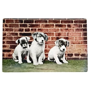  Antique 1909 DB Postcard Three Puppies Innocents Abroad #130 Posted! - Picture 1 of 3