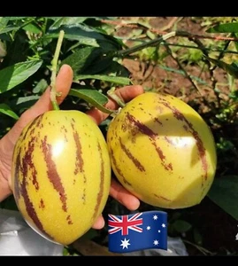 6 X Pepino Melon Cutting Fruit Australia Grown Plant Garden Plant Vegetable - Picture 1 of 5