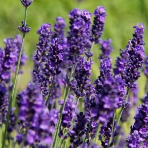 English lavender plug plants fragrant hidcote purple flowers perennial pack of 3 - Picture 1 of 2