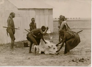 Afrika c. 1900 - Massai und Büffel - AfP 151 - Bild 1 von 2