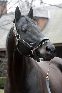 8x10 Color photo MIDNIGHT LUTE two Time Breeder's cup Sprint winner - Picture 1 of 5