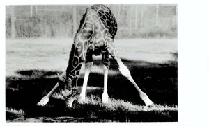 1978 Original Photo Giraffe eating grass at the Herman Park Zoo in Houston Texas - Picture 1 of 2