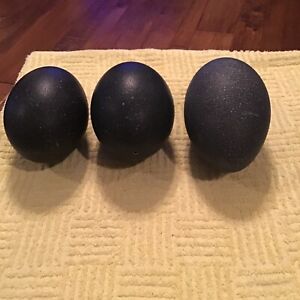 3 Emu egg shells , empty, for crafts or collectible.  Beautiful  green