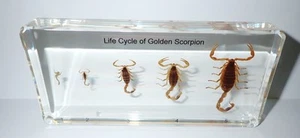 Golden Scorpion Life Cycle Set in Clear Lucite Block Learning Specimen T121 - Picture 1 of 9