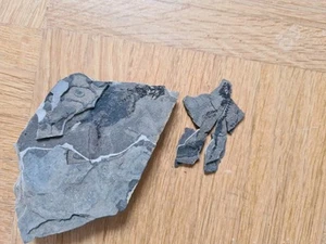 Schöner Branchiosaurier Apateon +Teile Fossil Odernheim Toller Körperschatten - Bild 1 von 3