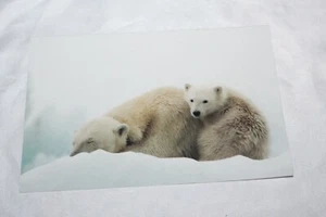 Cousteau Society Mom and Cub (baby) Polar Bear card Etna NH - Picture 1 of 3