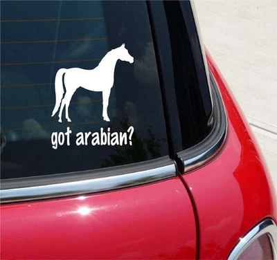 GOT ARABIAN? ARABIAN HORSE GRAPHIC DECAL STICKER ART CAR WALL DECOR - Image 1 of 3